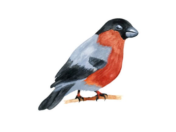 Watercolor Bullfinch Illustrations for Brands